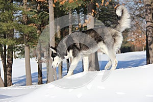 Siberian Husky Puppy on Snow.