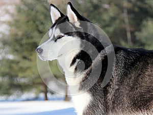 Siberian Husky Puppy on Snow.