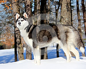 Siberian Husky Puppy on Snow.