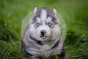Siberian husky puppy standing on green grass