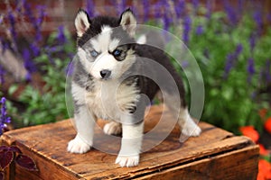 Siberian Husky Puppy Standing on Wooden Crate