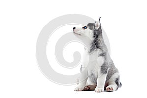 Siberian husky puppy at studio