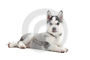 Siberian husky puppy at studio