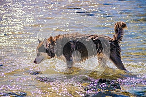 Siberian Husky puppy swimming on the shore sea splashing water