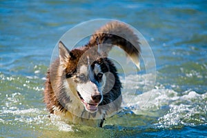 Siberian Husky puppy swimming on the shore sea splashing water photo