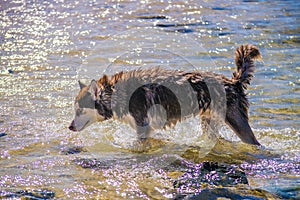 Siberian Husky puppy swimming on the shore sea splashing water photo