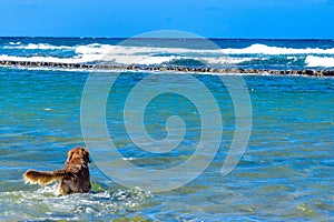 Siberian Husky puppy swimming on the shore sea splashing water photo