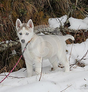 Siberian husky puppy in winter forest