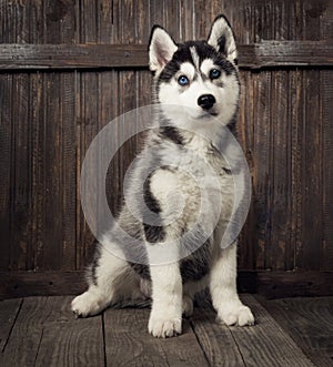 Siberian husky puppy on wood background