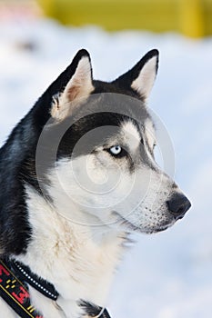 Siberian Husky riding dog