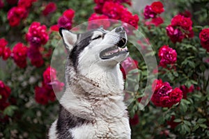 Siberian husky in roses background looking aside