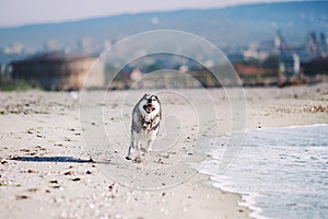 Siberian husky running at the beach