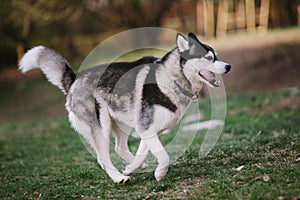 Siberian Husky running in the park