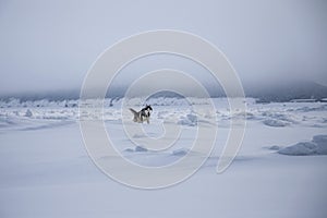 Siberian husky is running on the snow on the frozen Okhotsk Sea in winter. Husky dog has fun in foggy weather