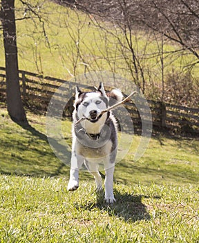 Siberian Husky Running With Stick