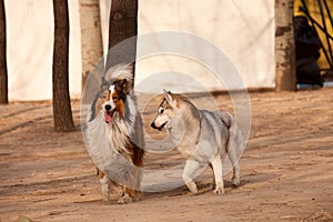 Siberian Husky and Scotland shepherd dog