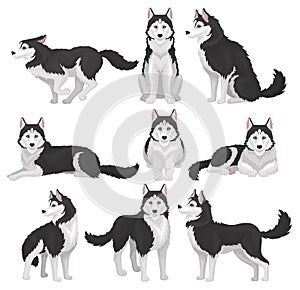 Siberian Husky set, white and black purebred dog animal in various poses vector Illustration on a white background