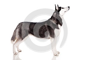 Siberian husky - show dog photo