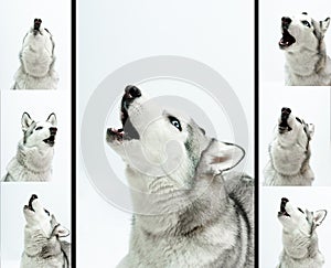 Siberian husky sings photo