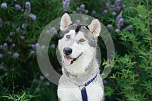 Siberian Husky sits attentively against a lavender bush, its striking features exuding a friendly alertness