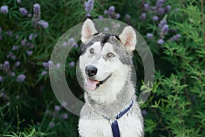 Siberian Husky sits attentively against a lavender bush, its striking features exuding a friendly alertness