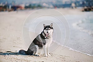Siberian Husky sitting on the beach