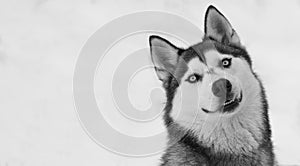 A siberian husky sitting and looking to the camera