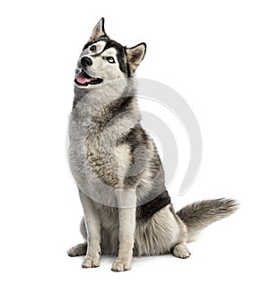 Siberian husky sitting and looking up photo