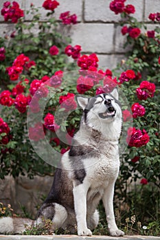 Siberian husky sitting next to roses enjoying the air