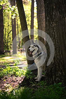 Siberian husky sitting in the shade of a tree