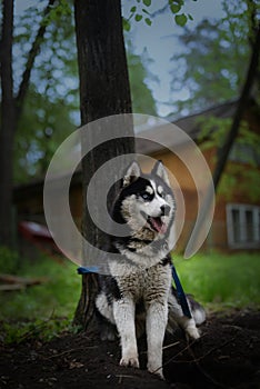 Siberian husky sitting in the shade of a tree