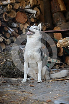 Siberian husky sitting in the woodpile of firewood
