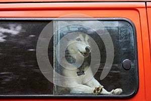 Siberian Husky sled dog locked in red car, funny Husky dog looking out car window inside car
