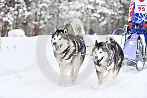 Siberian husky sled dog racing