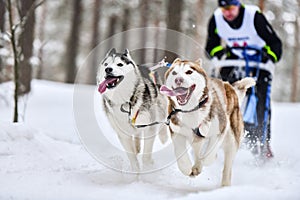 Siberian husky sled dog racing