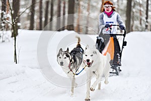 Siberian husky sled dog racing