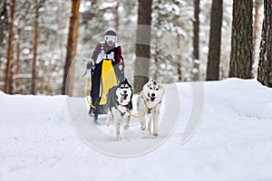 Siberian husky sled dog racing