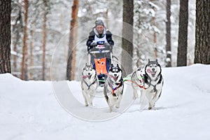 Siberian husky sled dog racing