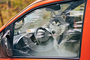 Siberian Husky sled dog in red car, adorable Husky dog looking out car window locked inside car