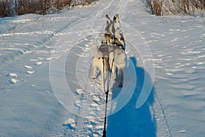 Siberian Husky sled dogs of six