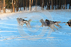 Siberian husky sled runs