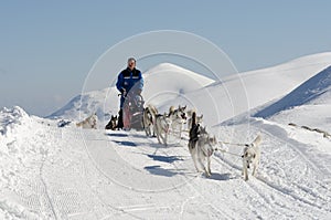 Siberian husky sleddog in Alps. Nockberge-longtrail