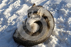 Siberian Husky sleeping in the snow