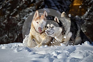 Siberiano rauco la neve 