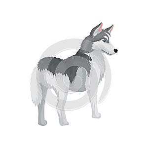 Siberian husky standing isolated on white background, back view. Medium size dog with gray coat. Flat vector icon