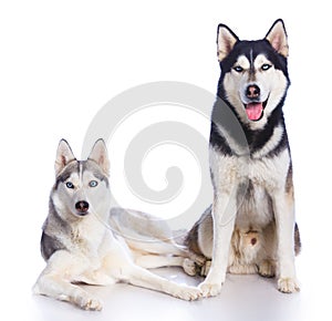 Siberian husky in studio