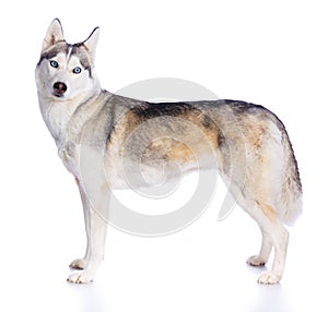 Siberian husky in studio