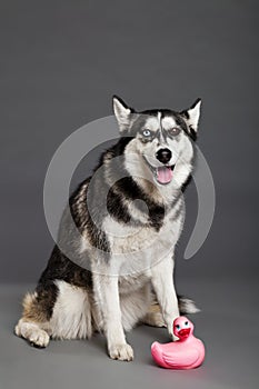 Siberian Husky Studio Portrait with Pink Rubber Duck