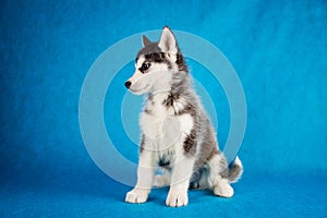 Siberian husky studio shoot. isolated on blue