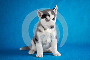 Siberian husky studio shoot. isolated on blue